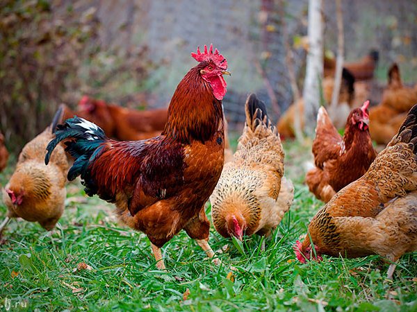 Породы куриц | ЗооТом - продажа, вязка и услуги для животных в Губкинском