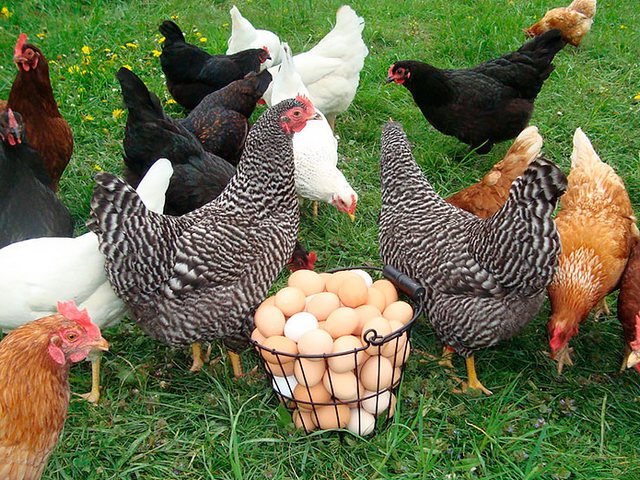 Содержание кур и уход за ними | ЗооТом - продажа, вязка и услуги для животных в Губкинском