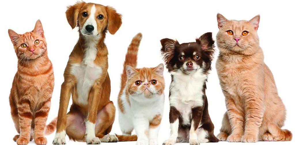 Доска объявлений о животных | ЗооТом - продажа, вязка и услуги для животных в Губкинском
