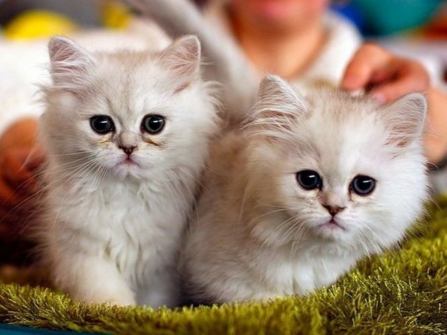 Породы кошек в Губкинском | ЗооТом портал о животных