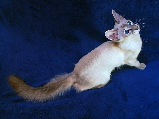 Выведенные породы кошек в Губкинском | ЗооТом портал о животных