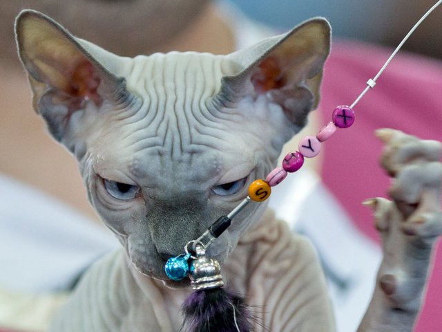 Выставки кошек в Губкинском | ЗооТом портал о животных