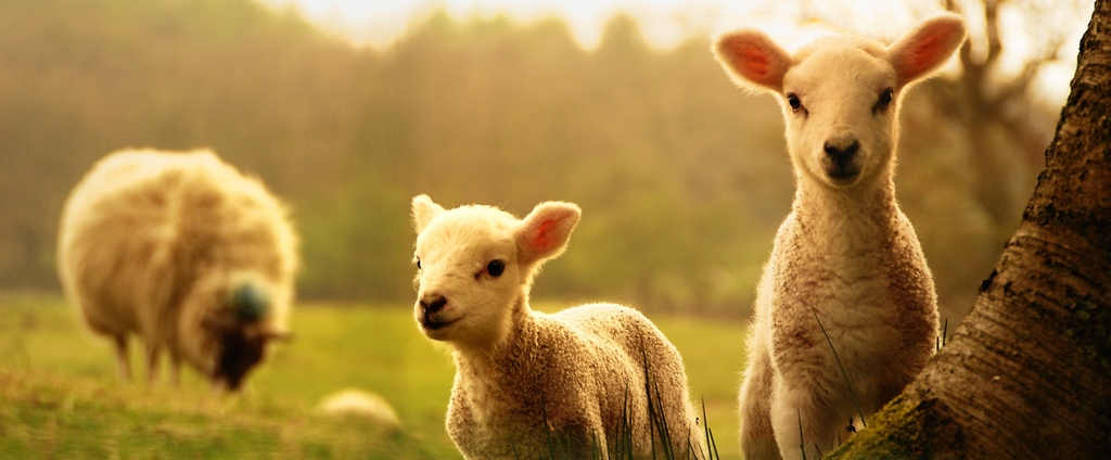 Объявления о сельскохозяйственных животных | ЗооТом - продажа, вязка и услуги для животных в Губкинском