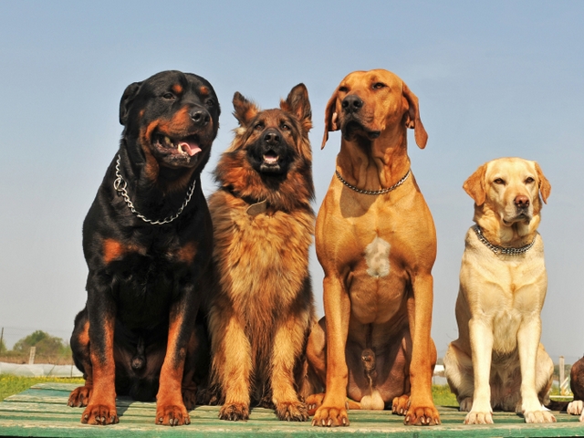 Крупные породы собак в Губкинском | ЗооТом портал о животных
