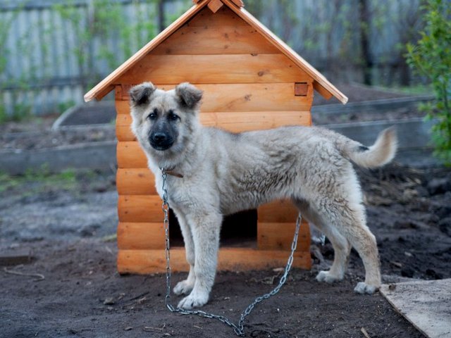 Все о собаках в Губкинском Все о собаках в Губкинском